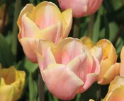 Tulipa – Mango Charm