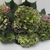 Green and Purple Antique Hydrangeas