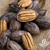 Caddo Pecan