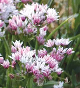 Alliums – Cameleon