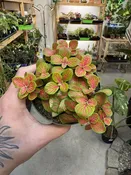 Fittonia Skeleton — Seattle Plant Daddy