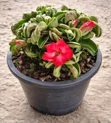 Adenium Medusa Single, Desert Rose, Grafted
