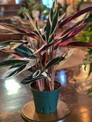 Stromanthe Triostar