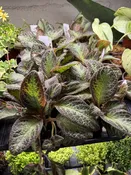 Episcia Flame Violet — Seattle Plant Daddy