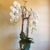 Double Orchid