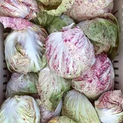 Adige Medio Untreated Radicchio Seeds