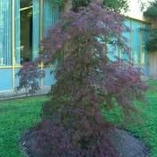 Acer palmatum var. dissectum 'Tamukeyama' ~ Tamukeyama Japanese Maple