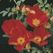 Austrian Copper — Weeks Roses