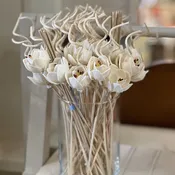 Diffuser Reeds