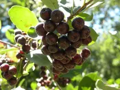 Aronia melanocarpa, 'Viking'
