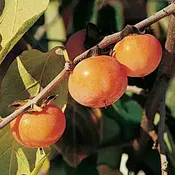 American Persimmon Tree (Early Golden)