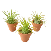 3 Ionantha Air Plants with Mini Terra Cotta Pots