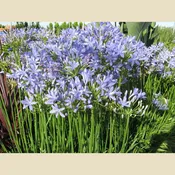 Agapanthus 'Peter Pan’