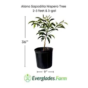 Alano Sapodilla Nispero Tree, Air Layered