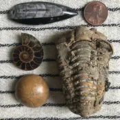 Tiny Fossil Collection — The Rock and Art Shop