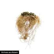 Allium Millenium