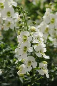 ANGELONIA – ARCHANGEL WHITE