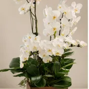 Elegant & Meaningful Orchids