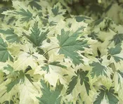 Acer platanoides 'Drummondii'