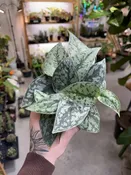 Scindapsus Silver Lady — Seattle Plant Daddy