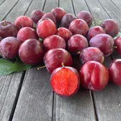Burgundy Plum Tree