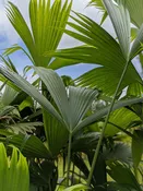 Lg. Panama Hat Palm (carludovica palmata)