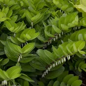 ‘Ruby Slippers’ Solomon’s Seal