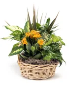 Plant One On Me - Basket