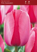 Tulip Pink Impression