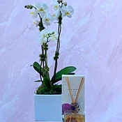 Serenity Orchid