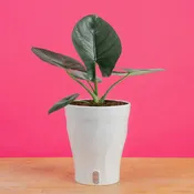 Alocasia Reginae | medium