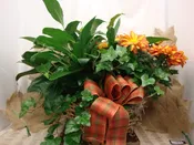 Green Plant Medley