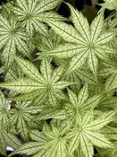 Acer palmatum 'Alpine Silver Thread' Reticulated Japanese Maple
