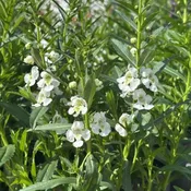 Angelonia Archangel White 6" Pot