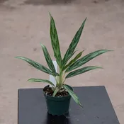 Aglaonema 'Mondo Bay'