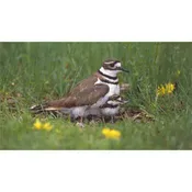 Into the Nest Book