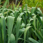 Adam's Needle Yucca
