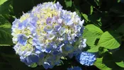 1/2 Blue & 1/2 White Hydrangea