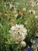 Achyrachaena mollis, Blow-wives