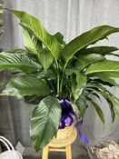 8"inch Peace Lily