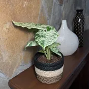 Alocasia Odora 'Batik Blizzard' Elephant Ear