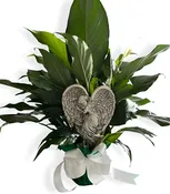 Peace Lily Houseplant