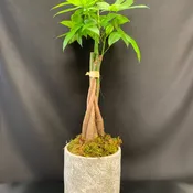 Money Tree