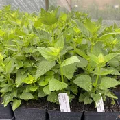Agastache x 'Blue Fortune' (Hybrid Anise Hyssop) Unity Grown