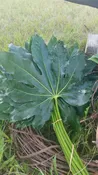 Aralia, Fatsia Japonica