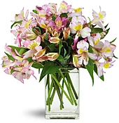 Lively Lilies™