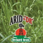 Arid DR Orchard Grass Seed