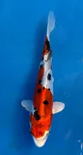 16CM Japanese Imported - Beni Kikokuryu - Miyatora - QT7 - 82