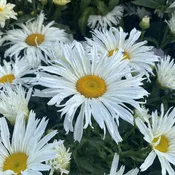 Amazing Daisies® 'Spun Silk' Shasta Daisy (Leucanthemum)