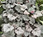 Heuchera 'Stainless Steel' (Coral Bells)